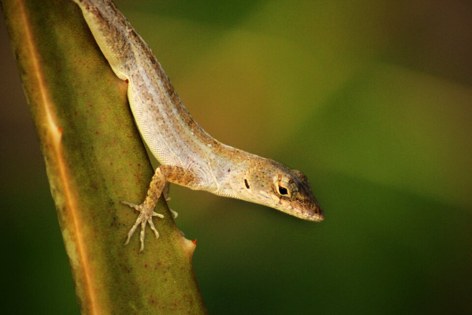 Gecko nature amphibious