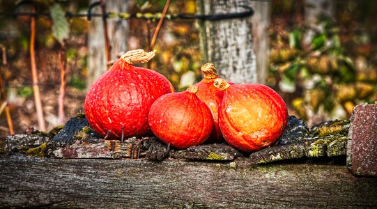 Autumn vegetables food