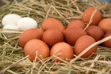 Lay poultry farm