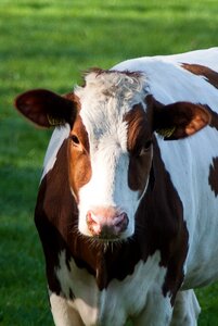 Cattle beef meadow