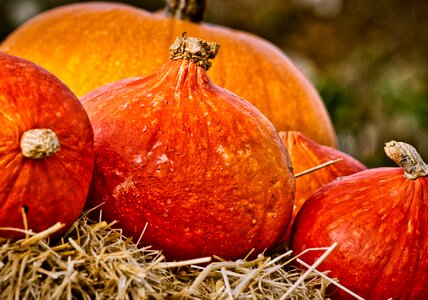 Autumn vegetables food photo