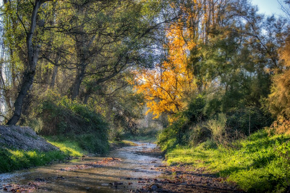 Trees nature scenic