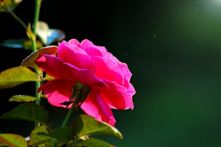 Plant flowers summer