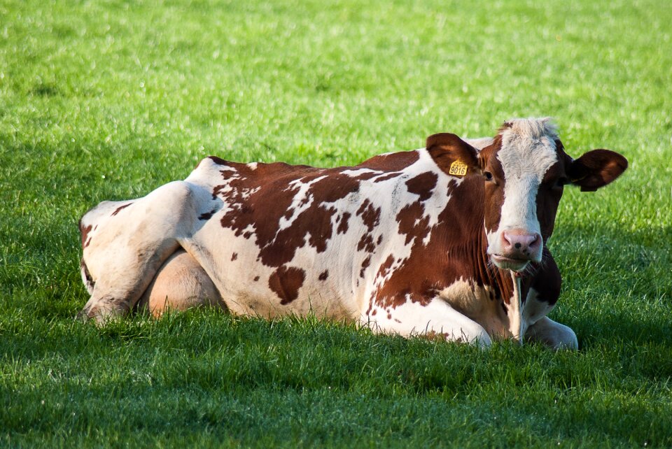 Meadows cattle field