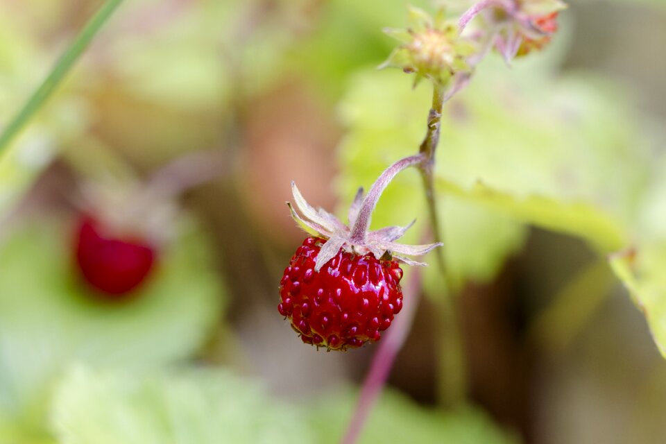 Wild strawberries red fruit