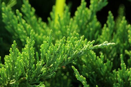 Conifer nature forest