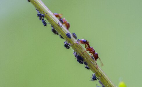 Lice aphid infestation