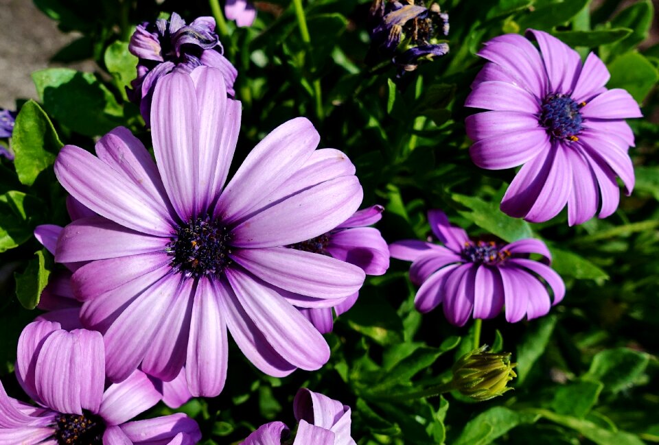 Summer purple cut flowers