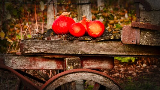 Autumn vegetables food