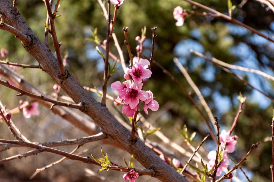 Blooming tree limb floral