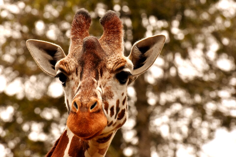 Animal portrait wild animal tierpark hellabrunn