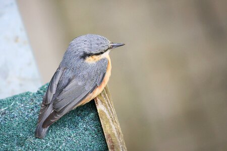 Bird garden foraging
