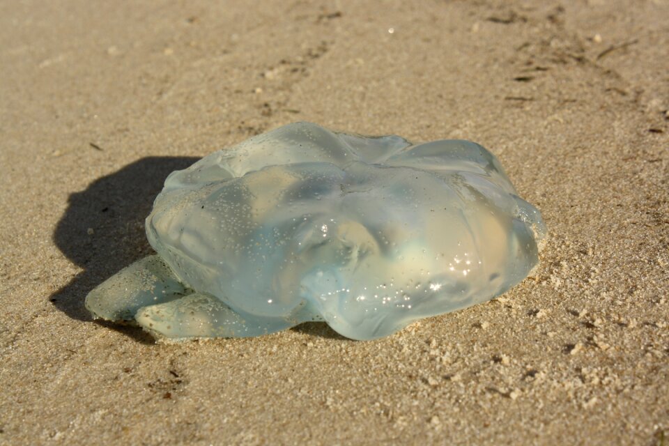 Catostylus mosaicus beach washed up
