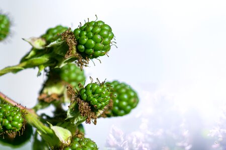 Meadow fruits vitamins
