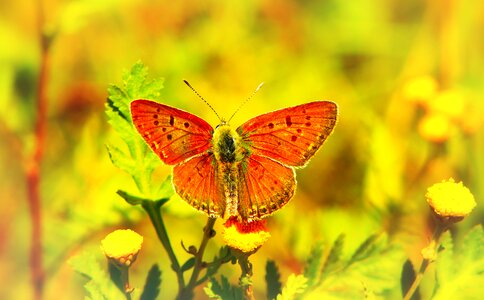 Flower apiformes animals