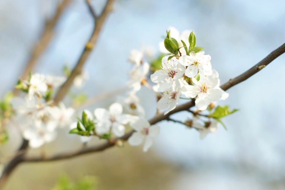 Flower branch tree