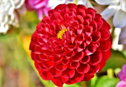 Arrangement bouquet bud photo