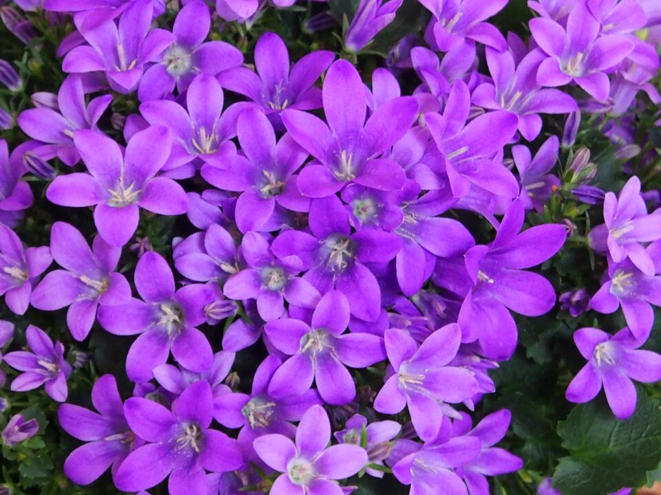 Blütenmeer spring purple flower