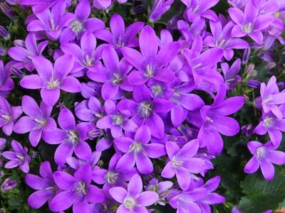 Blütenmeer spring purple flower photo
