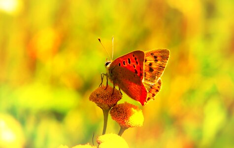 Flower apiformes animals
