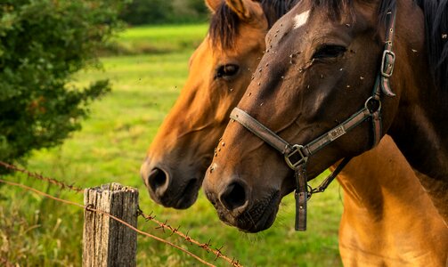 Ride landscape mare photo