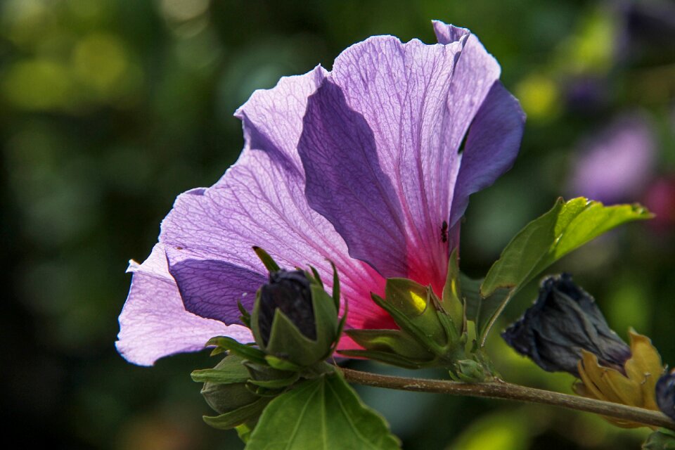 Garden marshmallow violet exotic
