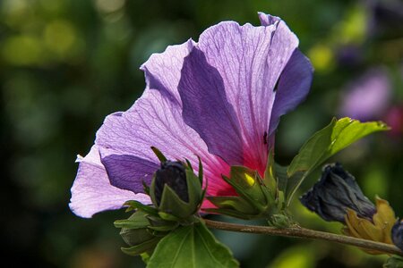 Garden marshmallow violet exotic