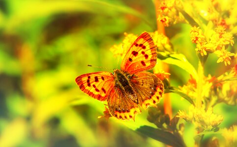 Flower apiformes animals
