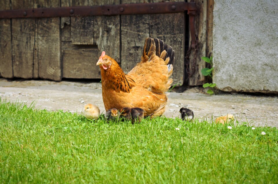 Bird holding agriculture