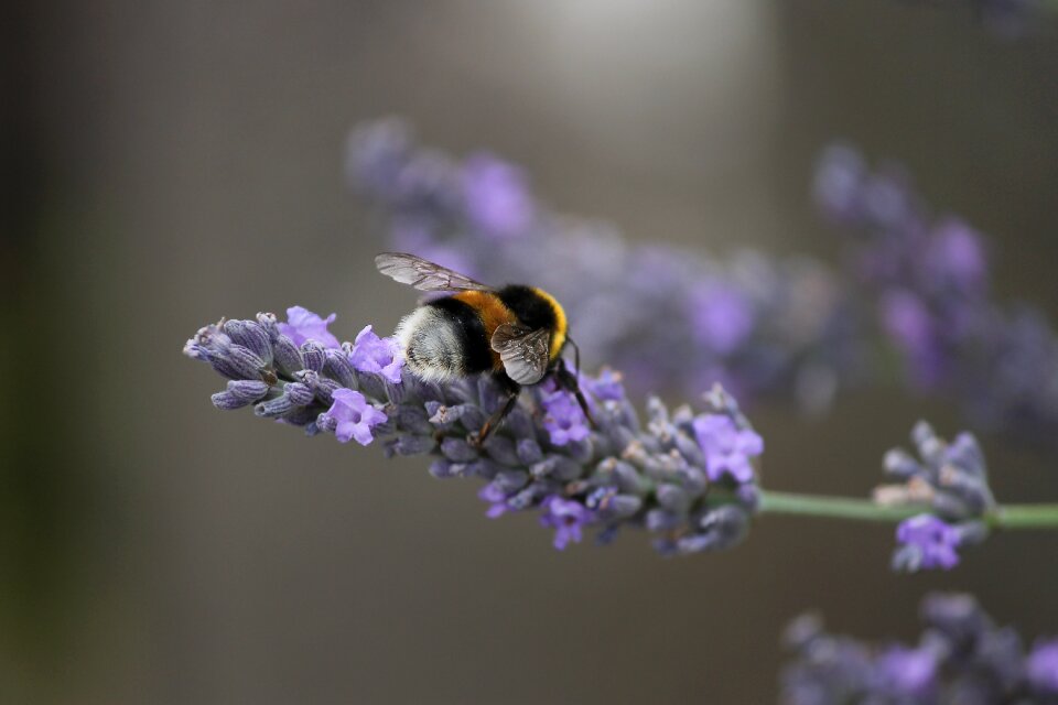 Animal blossom bloom