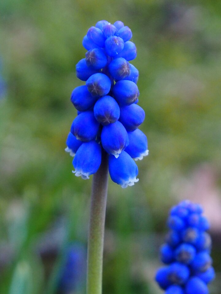 Blue garden blue flower