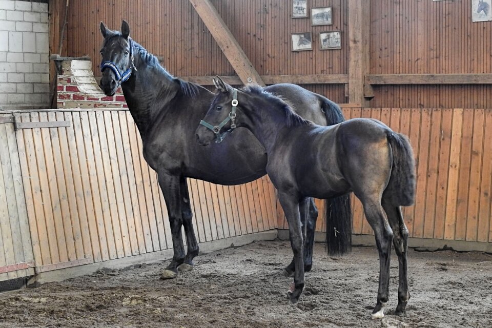 Centime horses breeding horses
