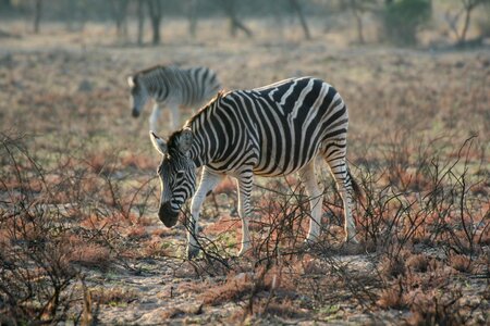 Wildlife mammals nature