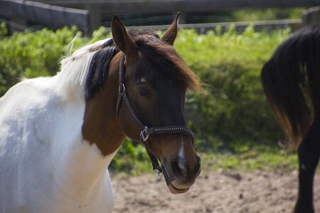 Horse head animal world brown