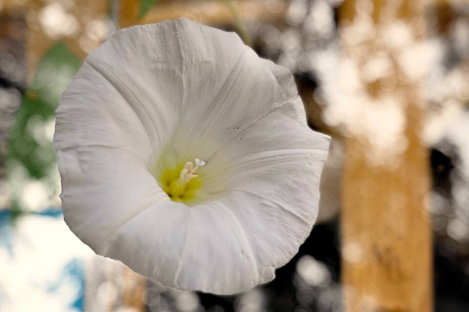 Wild flower winds bindweed