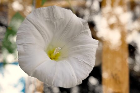 Wild flower winds bindweed