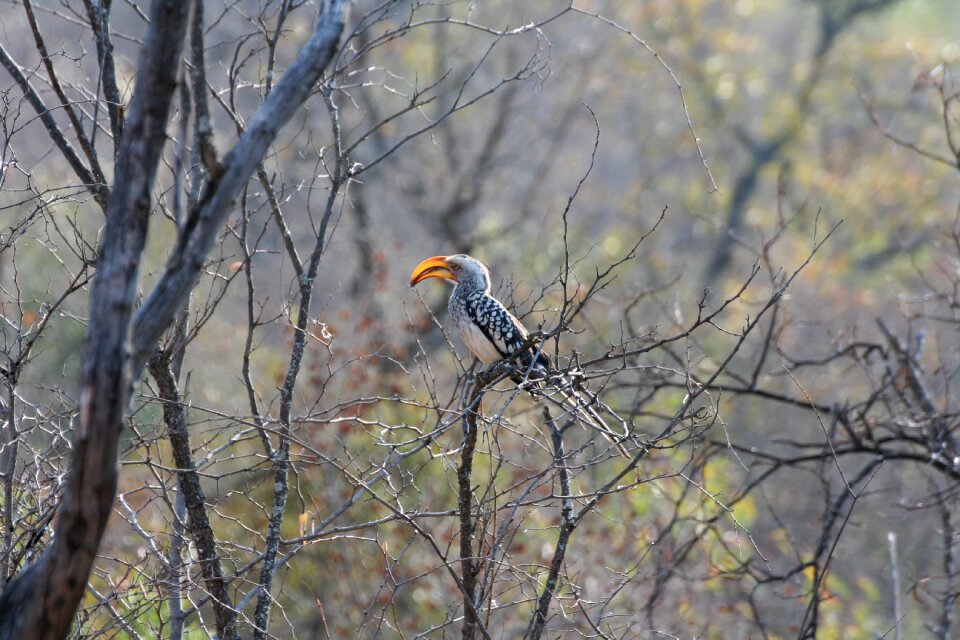 Birds park wildlife