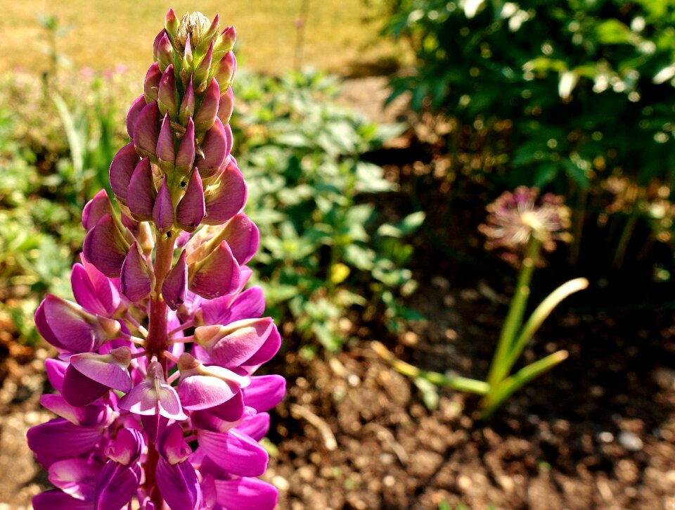 Plant purple pink