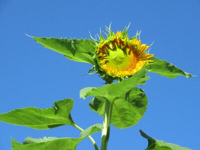Garden yellow sunflower photo