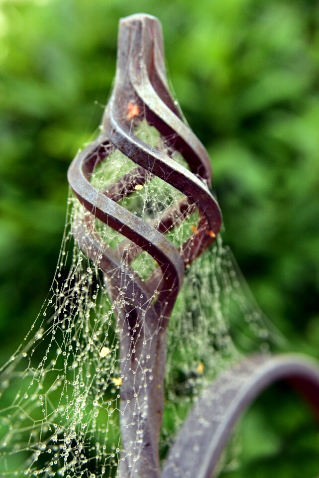 Nature cobweb cobwebs