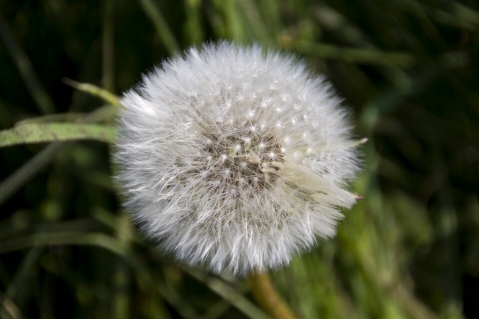 Plant macro nature