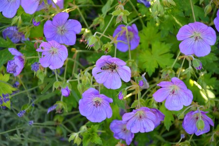 In bloom flowers field summer photo