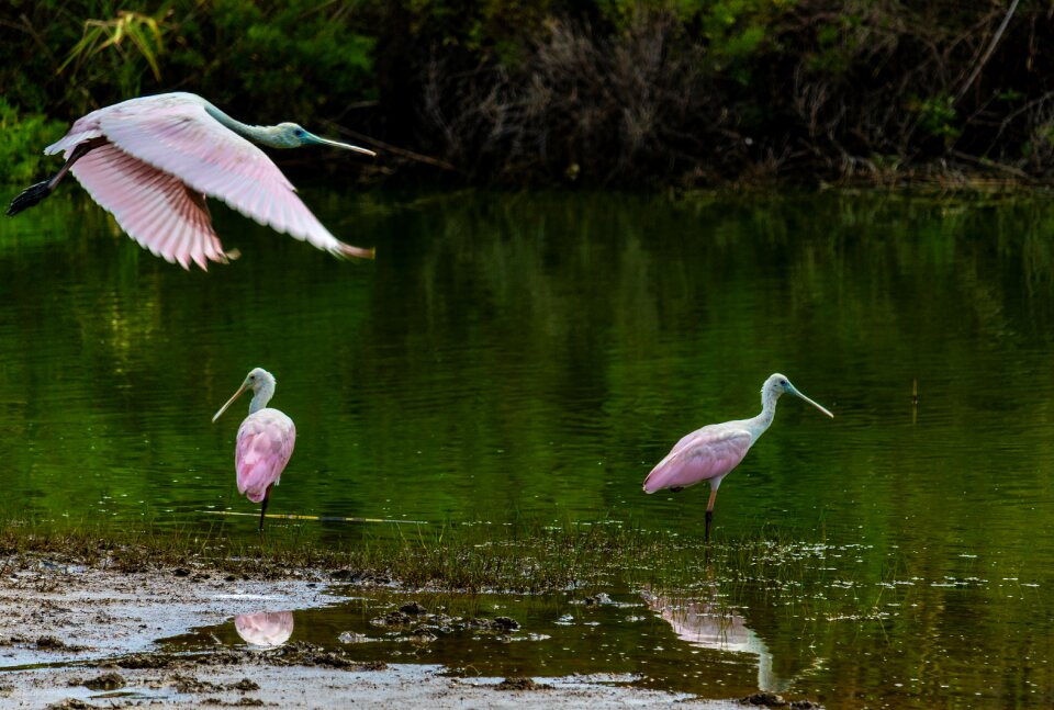 Bird water bird wings