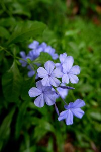 Flowers nature purple