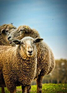 Animals cute nature