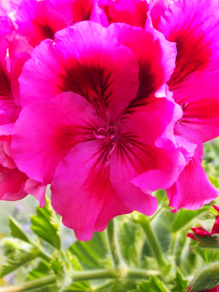 Geranium pink blossom