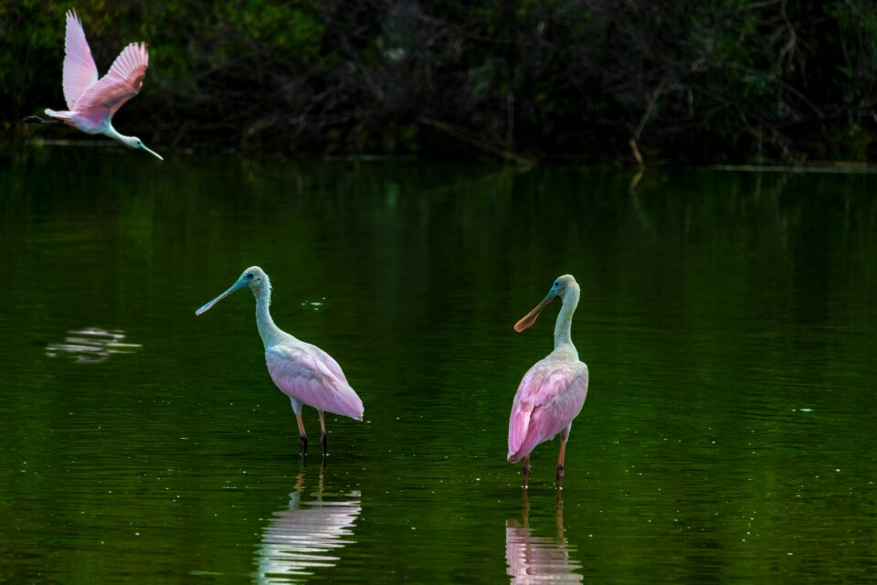 Bird water bird wings