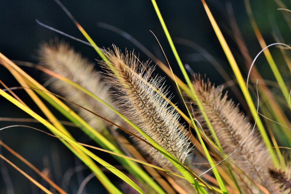 Grass bank nature