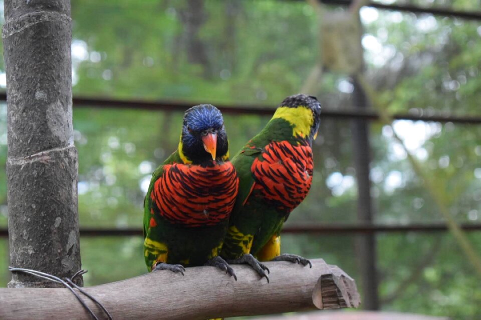 Colorful tropical yellow