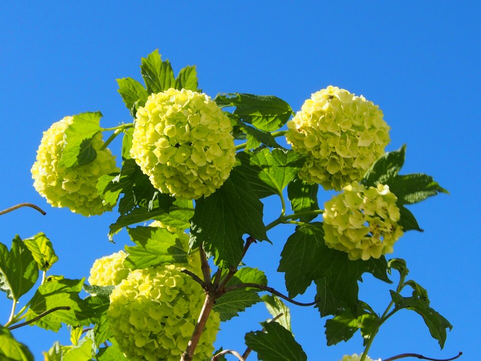 Bush ornamental real snow ball